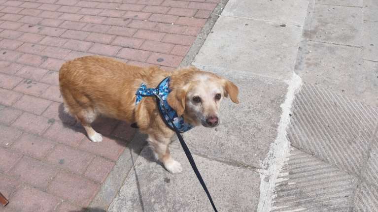 Εκκληση για τον γεράκο Φιφίκο που χάθηκε στο Μαρούσι: Είναι πανικόβλητος