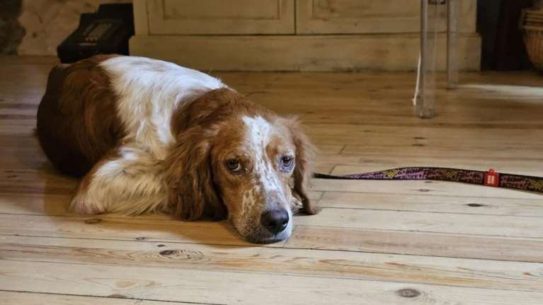 Σώστε ένα αδεσποτάκι: Με τον καιρό μαθαίνει ξανά πώς οι άνθρωποι μπορεί να είναι και καλοί