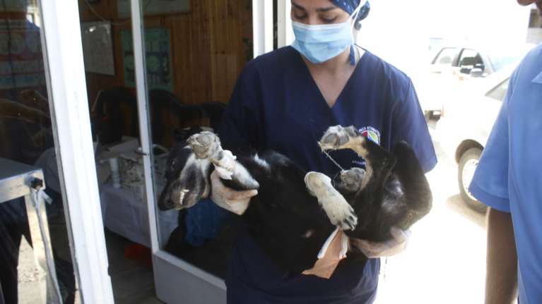 Απεργούν οι κτηνίατροι την Τετάρτη για το νόμο για τα ζώα συντροφιάς: Γιατί αντιδρούν