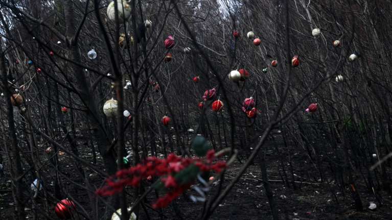 Αχτίδα φωτός: Οι κάτοικοι στόλισαν χριστουγεννιάτικα τα καμένα δέντρα στη Βαρυμπόμπη [εικόνες]