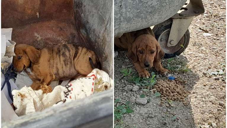 Πώς τo DNA βοήθησε στην εξιχνίαση υπόθεσης κακοποίησης κουταβιών στα Μέγαρα