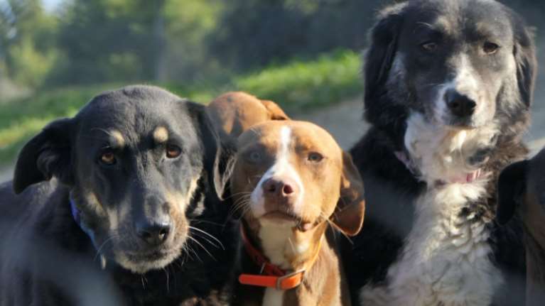 Ο Πασχάλης, η Αναΐς και ο Βίκτωρας: Αυτοί οι σκύλοι που δεν εμπιστεύοναι εύκολα