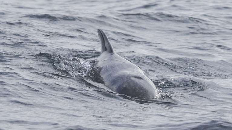 Νεκρό ξεβράστηκε το νεαρό δελφίνι που έκανε την εμφάνισή του στις παραλίες της Κορίνθου