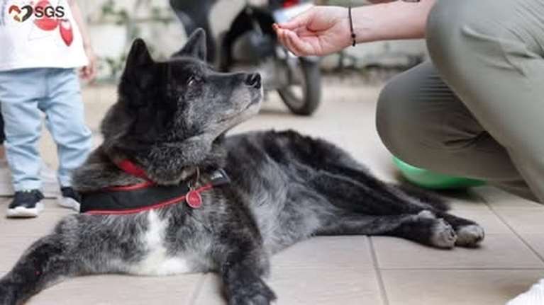 Ιαματική ζωοφιλία: Η δύναμη που έχει ένα ζώο να απαλύνει τον πόνο, να λειτουργεί ως καταλύτης στη θεραπεία