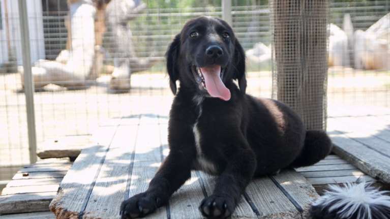 Σώστε ένα αδεσποτάκι: Ο &quot;Αέρινος&quot;, σαν να αλαφροπατεί μισός στη γη και μισός στα σύννεφα