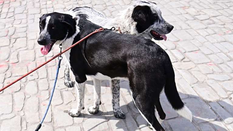 Η Μάρθα και ο Μπίλυ είναι αχώριστοι: &quot;Εσύ και εγώ μαζί.. στον κόσμο αυτό&quot; - Το πιο όμορφο ζευγαράκι