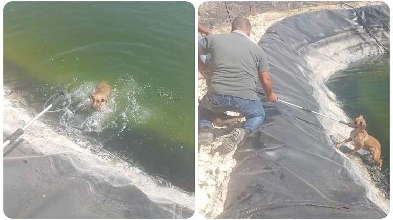 Ηράκλειο: Επιχείρηση διάσωσης για σκυλάκι που έπεσε σε λιμνοδεξαμενή