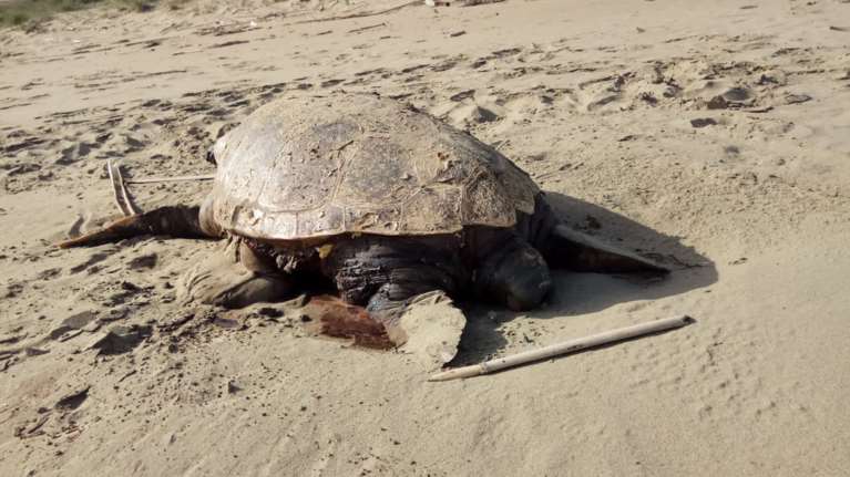 Νεκρή καρέτα καρέτα σε παραλία της Ξάνθης