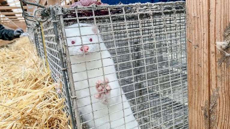 Kοζάνη: Γέμισε βιζόν ο αύλειος χώρος του Μαμάτσειου Νοσοκομείου