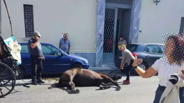 Θλίψη και οργή - Νέο περιστατικό κατάρρευσης αλόγου στη Ζάκυνθο: Τι αναφέρει η Εριέττα Κούρκουλου