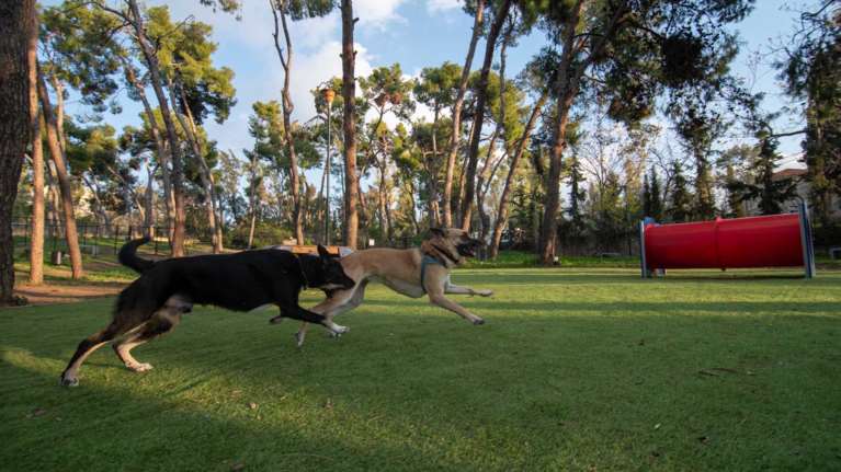 Το πρώτο Φεστιβάλ Φιλοζωίας στο Πεδίο του Άρεως είναι γεγονός