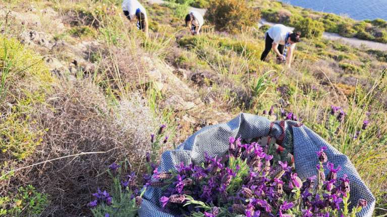 Μυτιλήνη: Με μωβ αγριολούλουδα από τα βουνά που μάζεψαν Πρόσκοποι οι Επιτάφιοι στον Μόλυβο