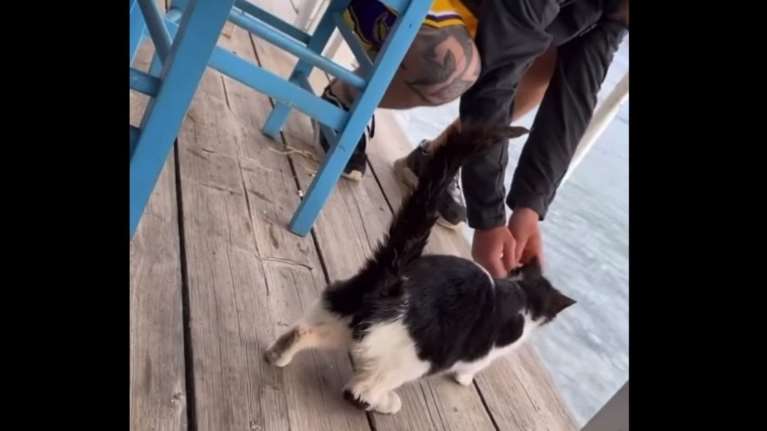 Παρέμβαση Ντογιάκου για την αθώωση 30χρονου για κακοποίηση γάτας στη Χαλκίδα- Να δω τον φάκελο