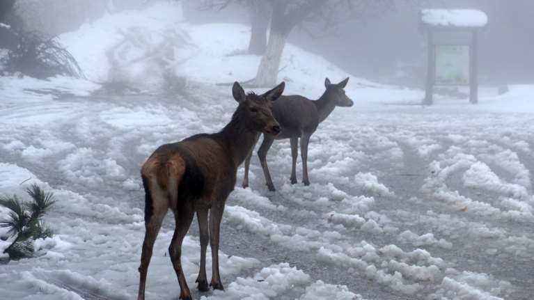 Μαγεία στην Πάρνηθα: Μοναδικές στιγμές με τα ελάφια σε χιονισμένο τοπίο [Εικόνες]