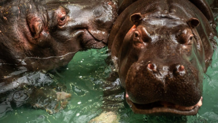 Βέλγιο: Δύο ιπποπόταμοι βρέθηκαν θετικοί στον κορονοϊό, κάτι που συμβαίνει για πρώτη φορά στον κόσμο