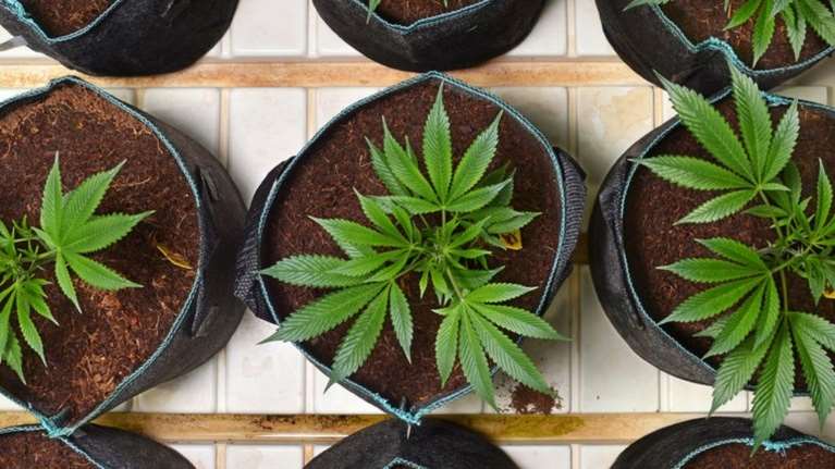 Μαριχουάνα: Οι ΗΠΑ κάνουν ένα μεγάλο βήμα προς τη χαλάρωση των περιορισμών για τη χρήση της - Οι λόγοι και τα πιθανά οφέλη