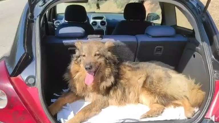 Η Σαλούκα είναι 10 ετών - Το μόνο που θέλει είναι ένα χώρο να είναι ασφαλής για να ζήσει τα υπόλοιπα χρόνια της ζωής της