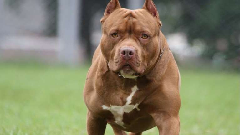 Θεσσαλονίκη: Σκύλος τραυμάτισε 5χρονο κοριτσάκι - Προσήχθη ο ιδιοκτήτης του