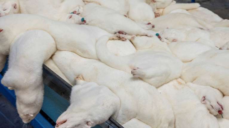 Θεσσαλονίκη: Ξεκίνησε η διαδικασία θανάτωσης 2500 μινκ που προσβλήθηκαν από κορονοϊό