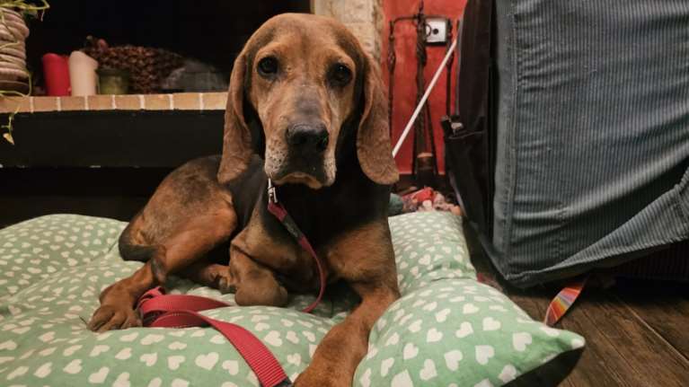 Η Ευτυχία, η γιαγιά γκεκούλα: Βρέθηκε αδέσποτη σε αυτή την ηλικία, να περιφέρεται στους δρόμους, με τα πόδια της να πονάνε