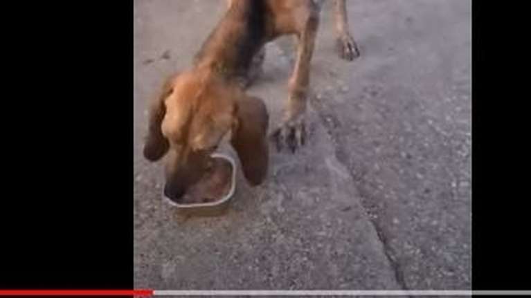 Ντροπή πια! Έδεσαν τυφλό σκύλο και τον πέταξαν σε ποτάμι στα Κρέστενα