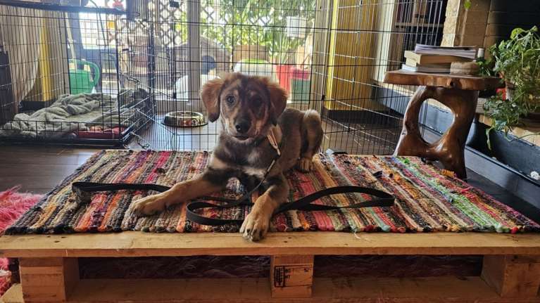 Ο Ρόκι έχει ένα δίλημμα: Να πάει βόλτα  ή να παίξει με τα παιχνίδια του;