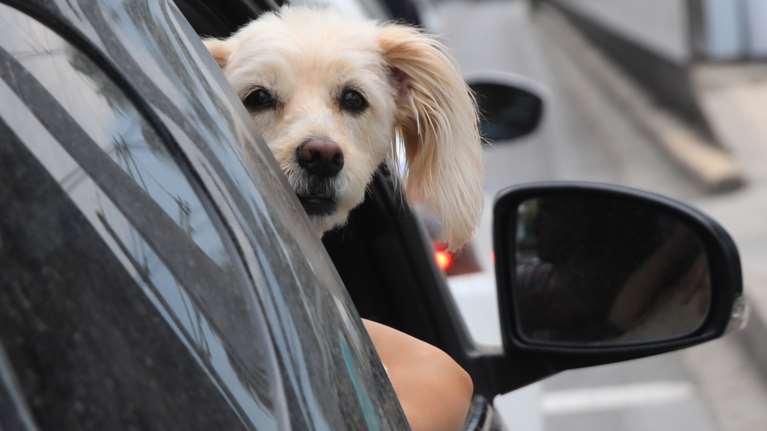 Φεύγεις τριήμερο και έχεις νεύρα με την κίνηση; Ρίξε μια ματιά στον σκύλο σου και θα περάσουν: Τι χρειάζεται να ξέρετε όταν ταξιδεύετε μαζί