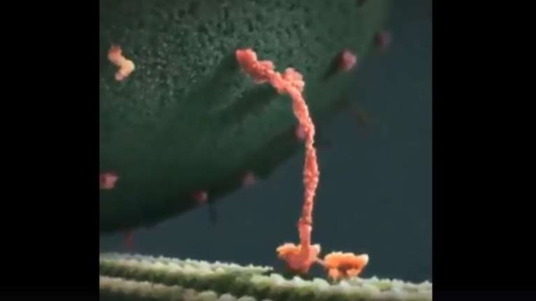 Ετσι είναι η ευτυχία: Η τεχνολογία κατέγραψε την &quot;εικόνα&quot; της στον εγκέφαλο [βίντεο]