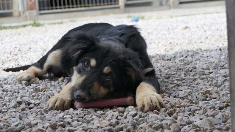 Σώστε ένα αδεσποτάκι: Αυτός είναι ο Μπένζαμιν, ο αδερφός του Μπάτον - Δύο κουτάβια είναι καλύτερα από ένα