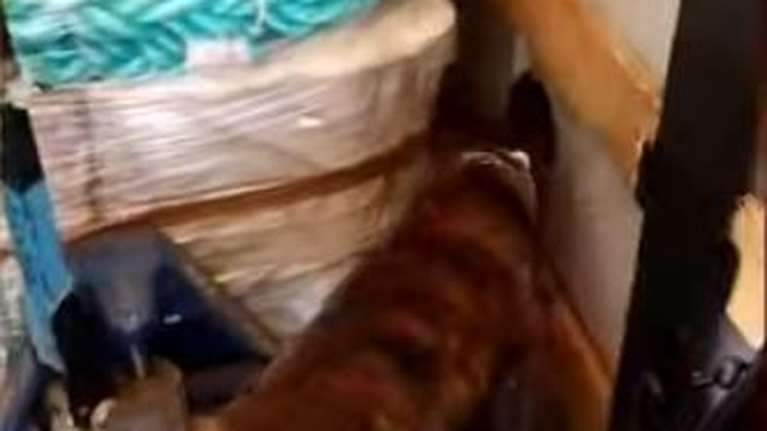 Πάτρα: Η στιγμή που ο &quot;ΑΙΚ&quot; και ο &quot;ΑΡΗΣ&quot; εντοπίζουν 65 κιλά κάνναβη κρυμμένα μέσα σε φορτηγό [Βίντεο]