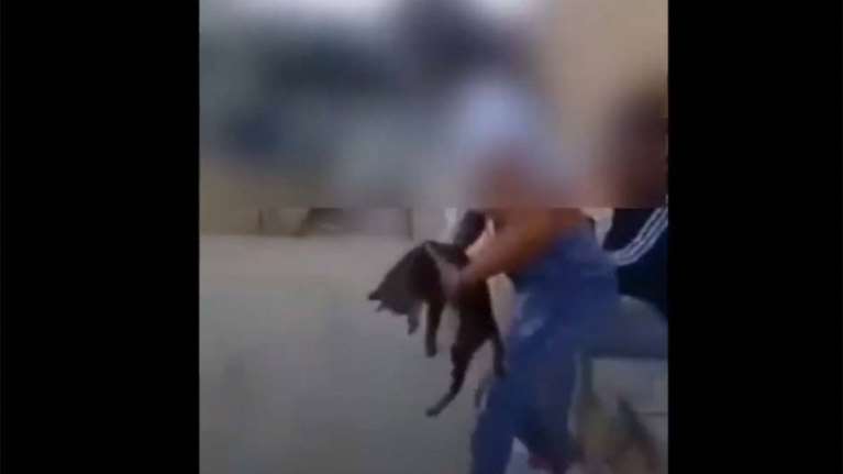 Οργή στην Κρήτη: Μαθήτρια κλώτσησε γάτα και γελούσε με τις φίλες της [βίντεο]