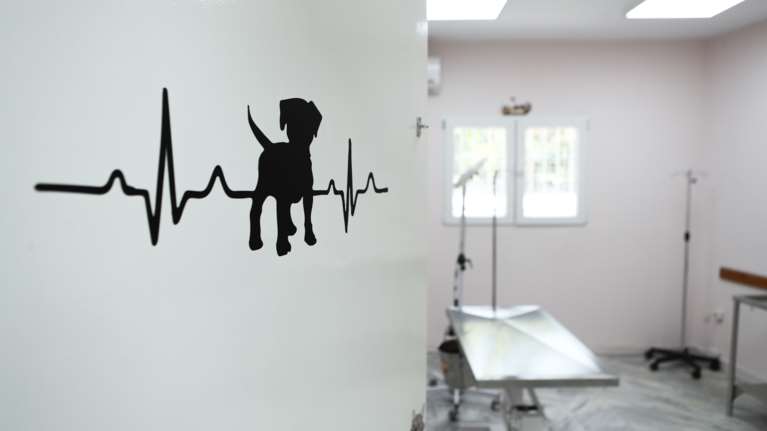 Επίθεση ροτβάιλερ στην Καλαμάτα: &quot;Το χτύπησε με αλυσίδα πάρα πολλές φορές&quot; - Κατατέθηκε μήνυση για κακοποίηση ζώου