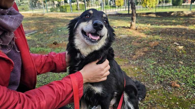 Η Βιολέτα είναι μια υπέροχη μαμά: Γέννησε τα μωρά της σε ένα αδιέξοδο, διπλα στην αυλή ενός σπιτιού, πίσω από κάτι καφάσια
