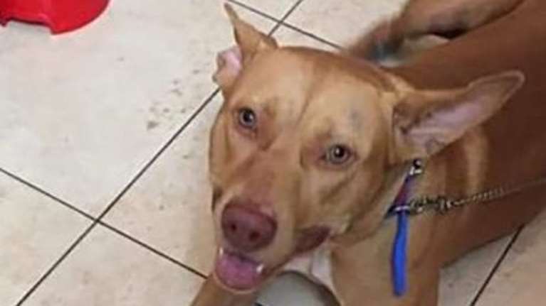 Ο Καλλιάνος ζητά ο βασανισμός ζώων από πλημμέλημα να γίνει κακούργημα - Πιο αυστηρές ποινές υπόσχεται ο Βορίδης