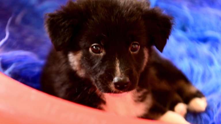 Mufasa στην κυριολεξία φάτσα: Αλλο ένα κουτάβι που πέταξαν στο δρόμο - Περήφανος ποιμενικός μόλις 1,5 μηνών