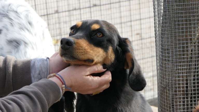 Ο Βίβο από το δημοτικό κυνοκομείο της Τρίπολης είναι η πρόταση για να γεμίσεις ήλιο τη ζωή