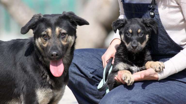 Ο Πασχάλης γεννήθηκε στον δρόμο, μέσα στα χιόνια, από μια αδέσποτη σκυλίτσα