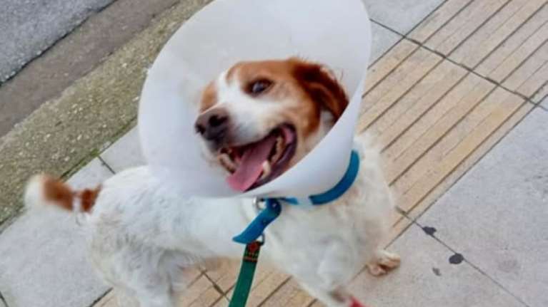 Ηλεία: Βρέθηκε ο ιδιοκτήτης του Ρεξ που κακοποιήθηκε στο Επιτάλιο - Δείχνει σημάδια ανάρρωσης