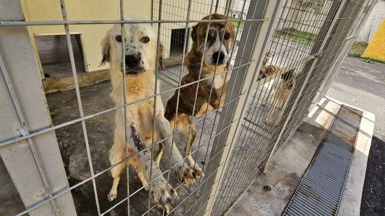 Σέλβα και Ιάσωνας: Σκελετωμένα, ξεχασμένα στο προτελευταίο κλουβί της καινούργιας πτέρυγας του κυνοκομείου Τρίπολης