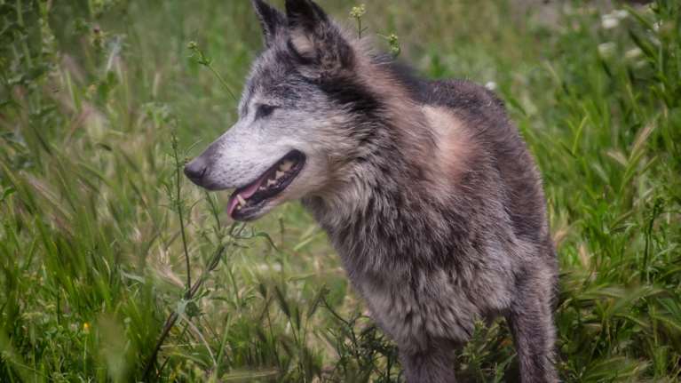 Αλήθειες και ψέματα για τους λύκους στην Πάρνηθα- Μετά το επεισόδιο με την επίθεση σε σκύλο
