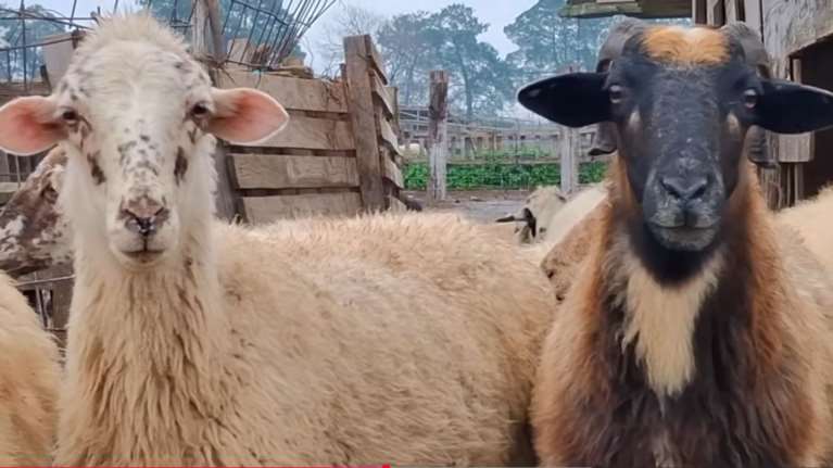 "Δεν υπάρχει φυλή αιγοπροβάτων Ρουμλουκίου" - Τι λέει ο αντιπεριφερειάρχης για το κοπάδι που θανατώθηκε