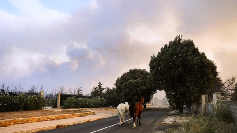 Τύρναβος: Άλογο νεκρό σε πάρκο, δεμένο σε κολώνα της ΔΕΗ  - Το έψαχνα όλο το βράδυ, είπε ο ιδιοκτήτης [βίντεο]