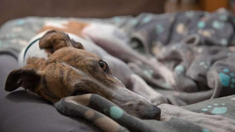 Αιτωλοακαρνανία: 51χρονος κατηγορείται πως σκότωσε τα τρία σκυλιά του με κυνηγετικό όπλο