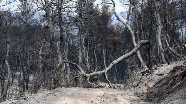 Πυρκαγιές: Πώς τα μεσογειακά δάση ξαναγεννιούνται από τις στάχτες τους - Οι μηχανισμοί επιβίωσης