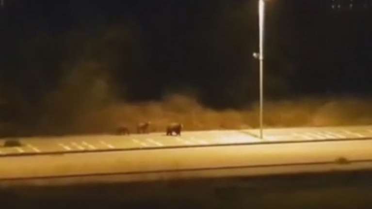 Οι αρκούδες στην Καστοριά &quot;έσπασαν την καραντίνα&quot; και βγήκαν βόλτα [video]