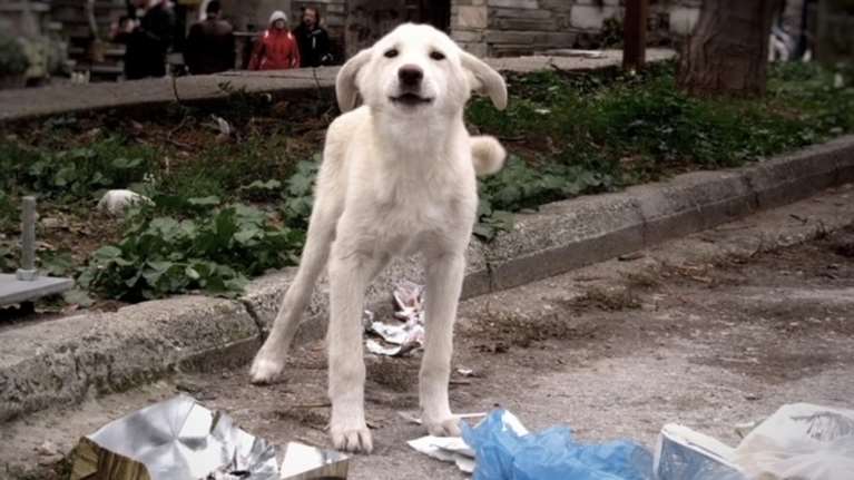 Εκθεση κόλαφος του Ελεγκτικού Συνεδρίου για την ευζωία των ζώων και τα αδέσποτα- Η ανάρτηση του Save a Greek Stray