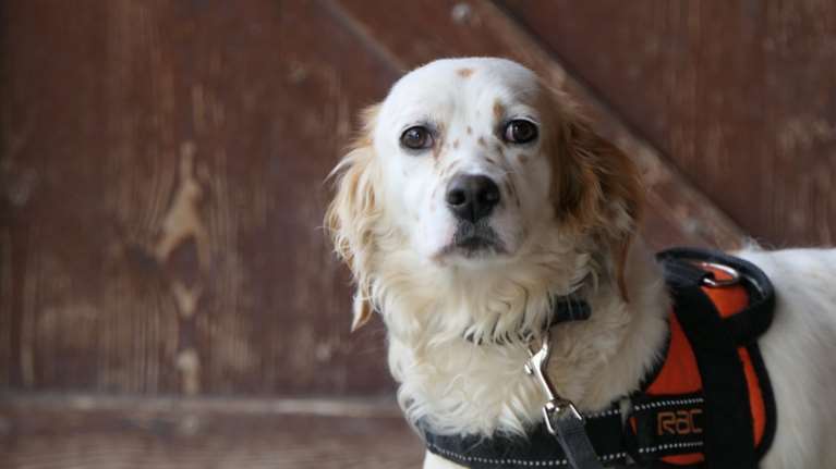 Μια επανιελίτσα σαν γιαούρτι με λίγες σταγόνες μέλι - Απαλή και γλυκιά  τόσο που ξεχνιέσαι όταν κοιτάς την ομορφιά της