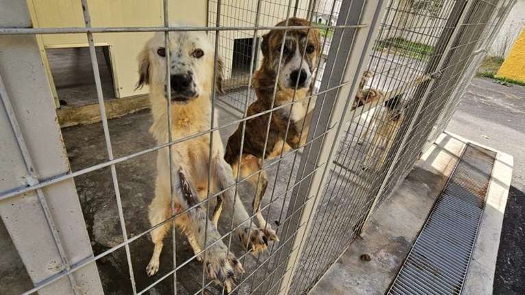 Ουγγαρία: Δεκάδες σκυλιά, που ζούσαν σε &quot;άθλιες&quot; συνθήκες, διασώθηκαν από ένα εκτροφείο