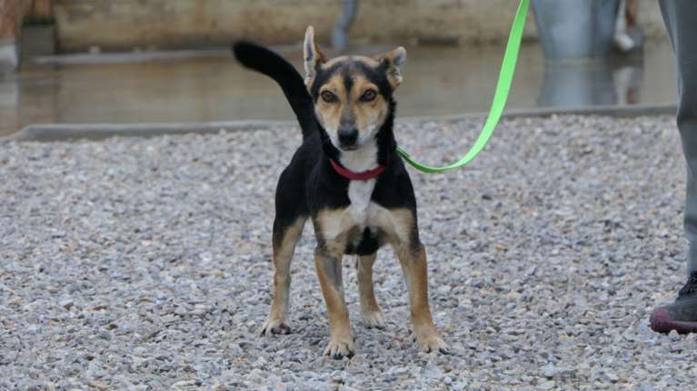 Ένα βλέμμα του ρίχνεις και καταλαβαίνες με τι παιδί έχεις να κάνεις: Του αρέσει το βουνό, η θάλασσα, το agility, ό,τι κάνετε μαζί του