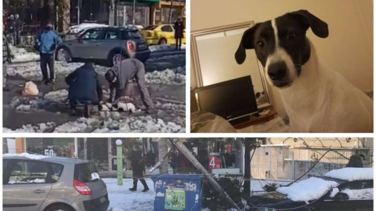 Θλίψη και οργή στο Ελληνικό: Φρικτός θάνατος σκυλιού από ηλεκτροπληξία από κομμένα καλώδια της ΔΕΗ